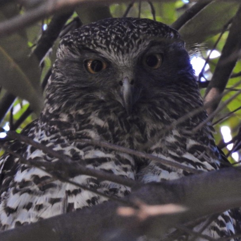 Ninox strenua