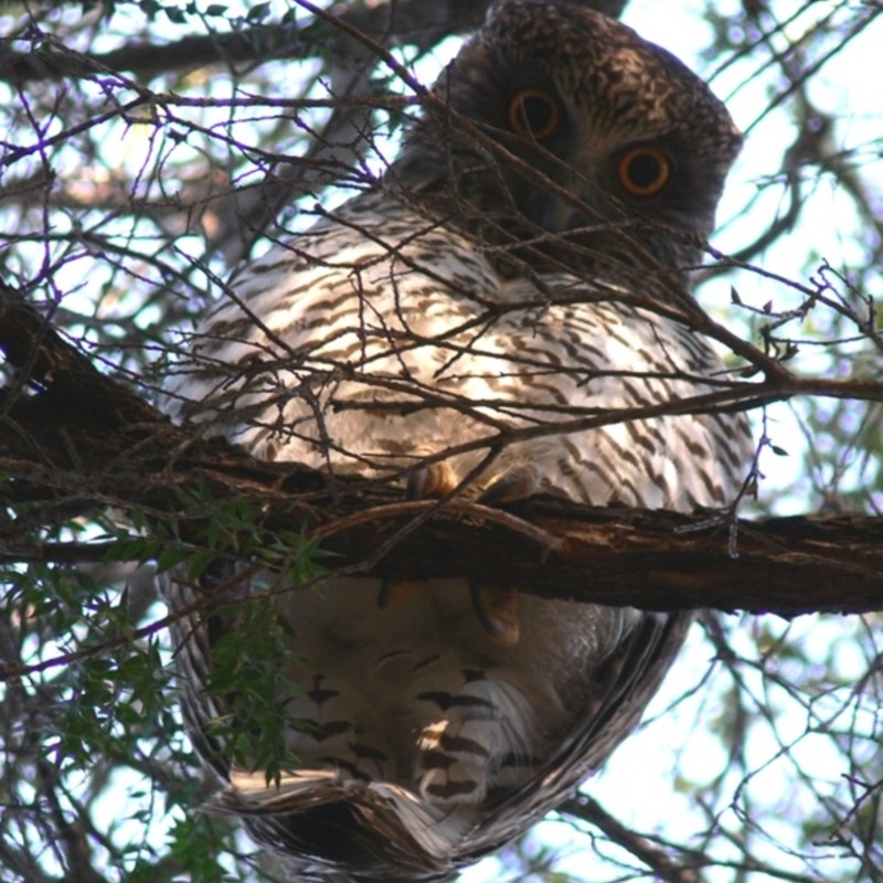 Ninox strenua