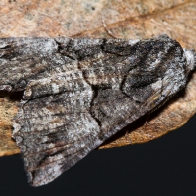 Male head detail