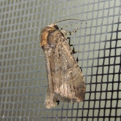 Noctuidae (family)