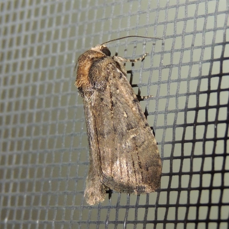 Noctuidae (family)