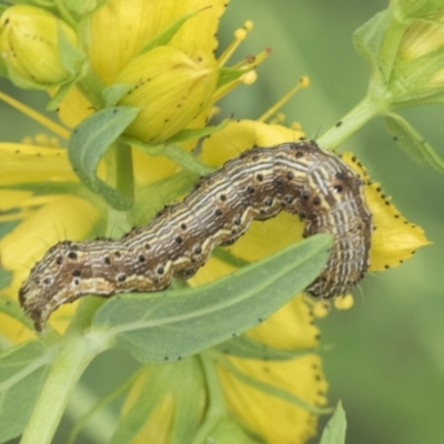 Noctuidae unclassified IMMATURE moth