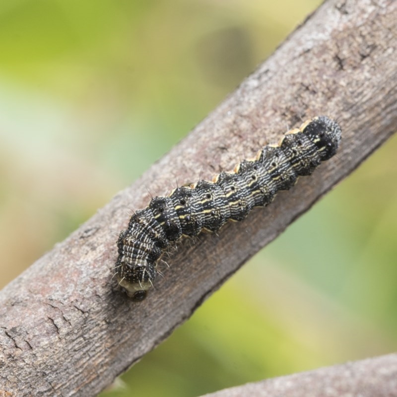 Noctuidae unclassified IMMATURE moth