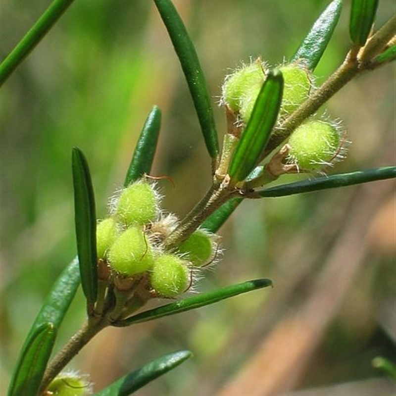 Aotus ericoides