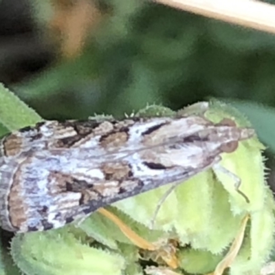 Nomophila corticalis