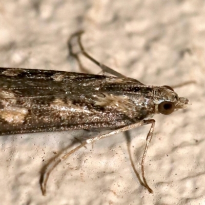 Nomophila corticalis