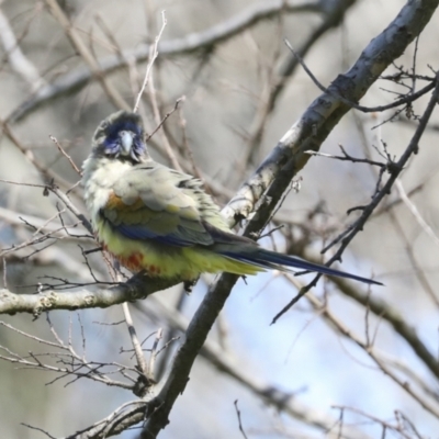 Northiella haematogaster