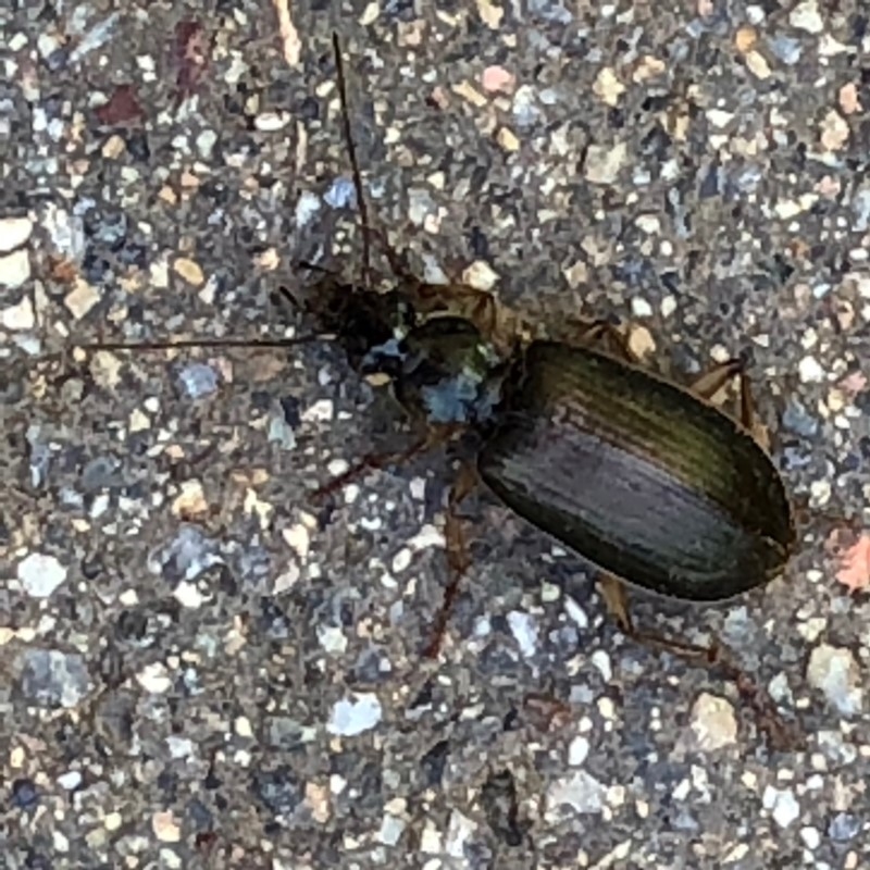 Notagonum submetallicum