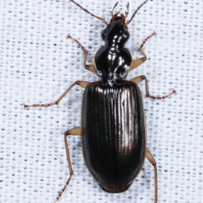 Notagonum submetallicum