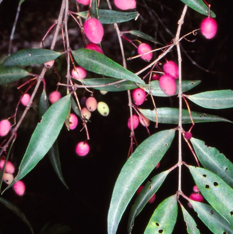 Notelaea ligustrina