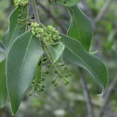 Notelaea longifolia