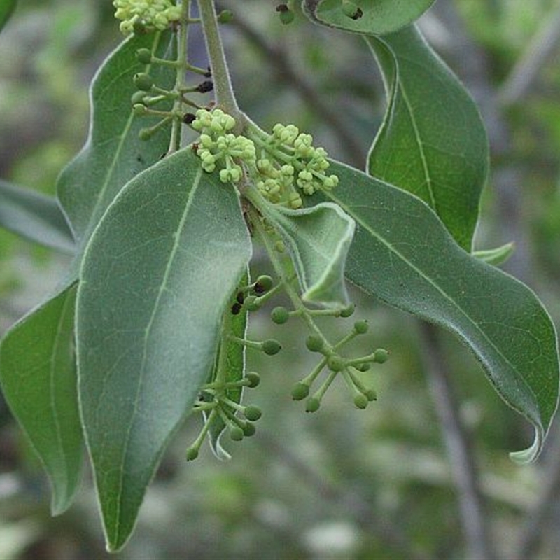 Notelaea longifolia f. longifolia