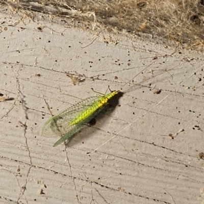 Apertochrysa edwardsi