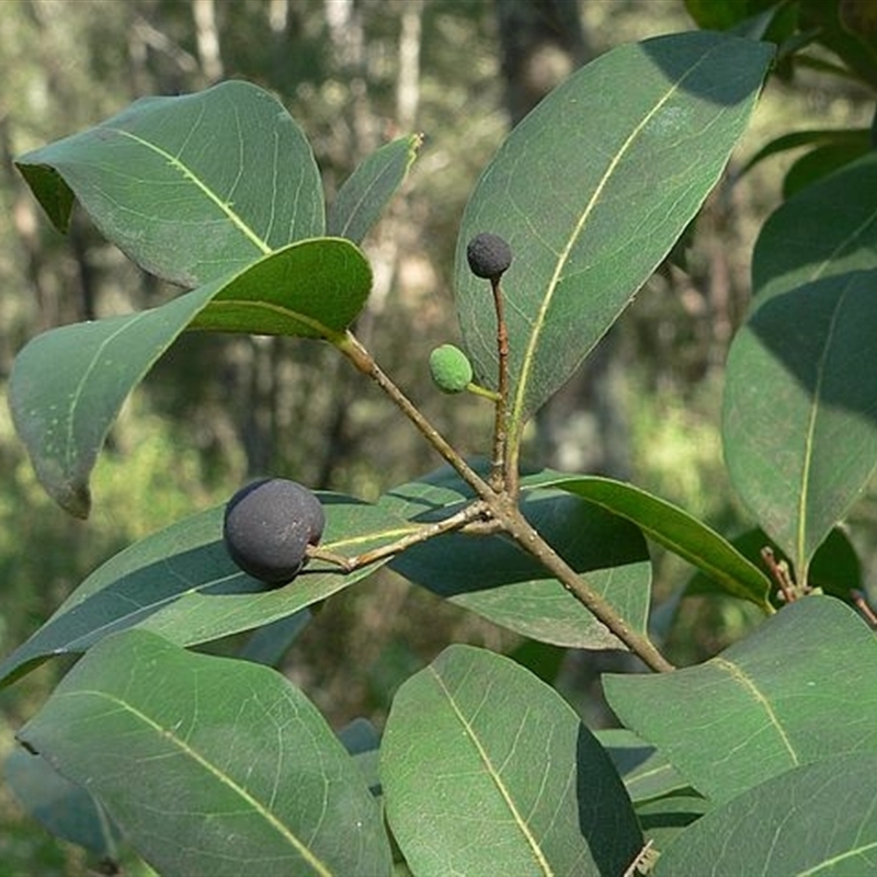 Notelaea venosa