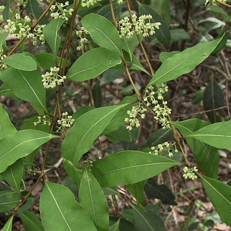 Notelaea venosa