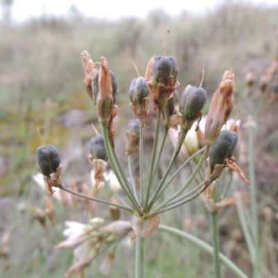 Nothoscordum borbonicum