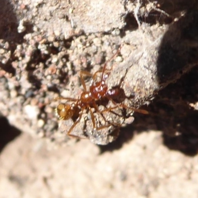 Aphaenogaster longiceps