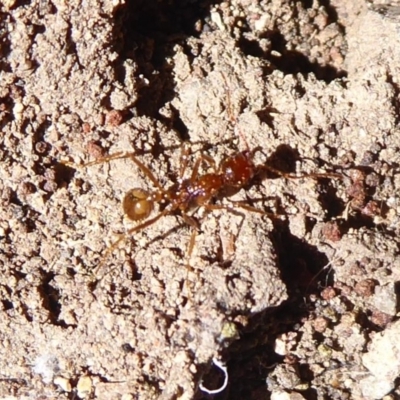 Aphaenogaster longiceps