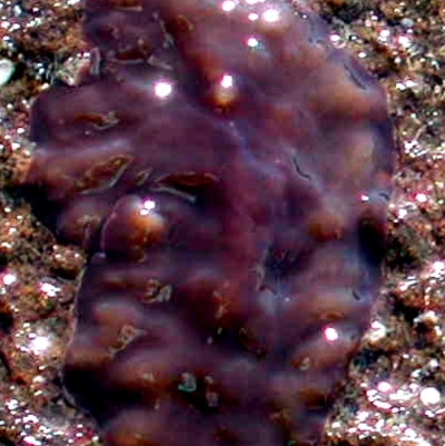 Notoplana australis