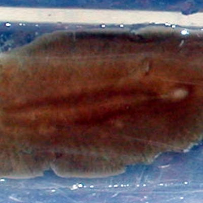 Notoplana australis