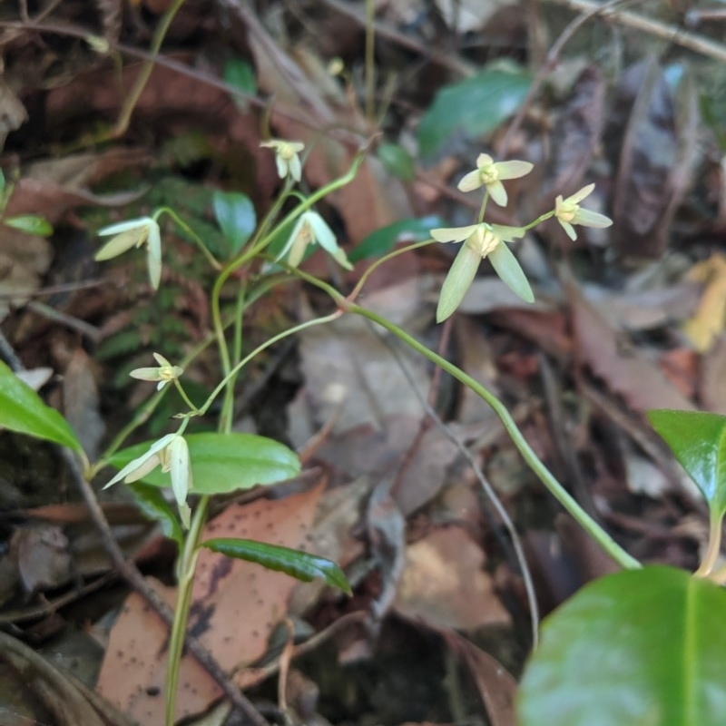 Aphanopetalum resinosum