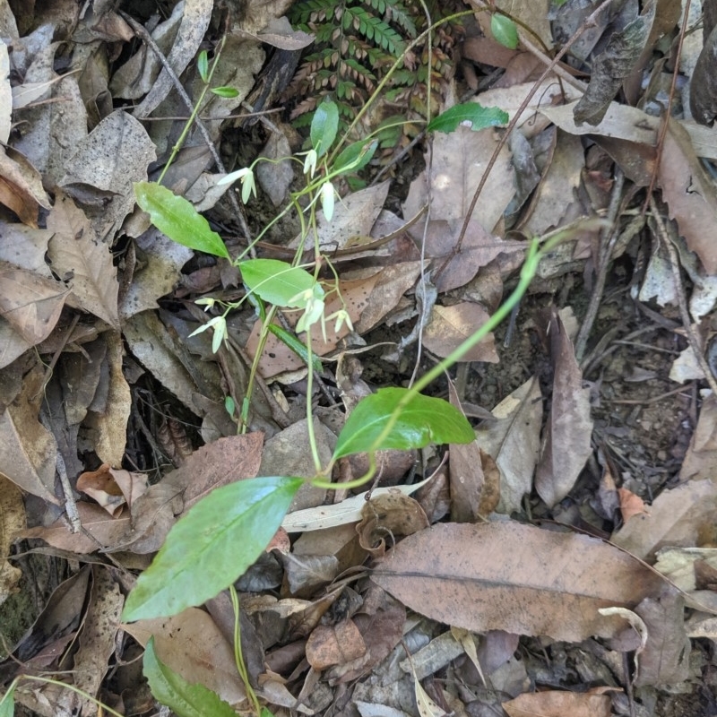 Aphanopetalum resinosum