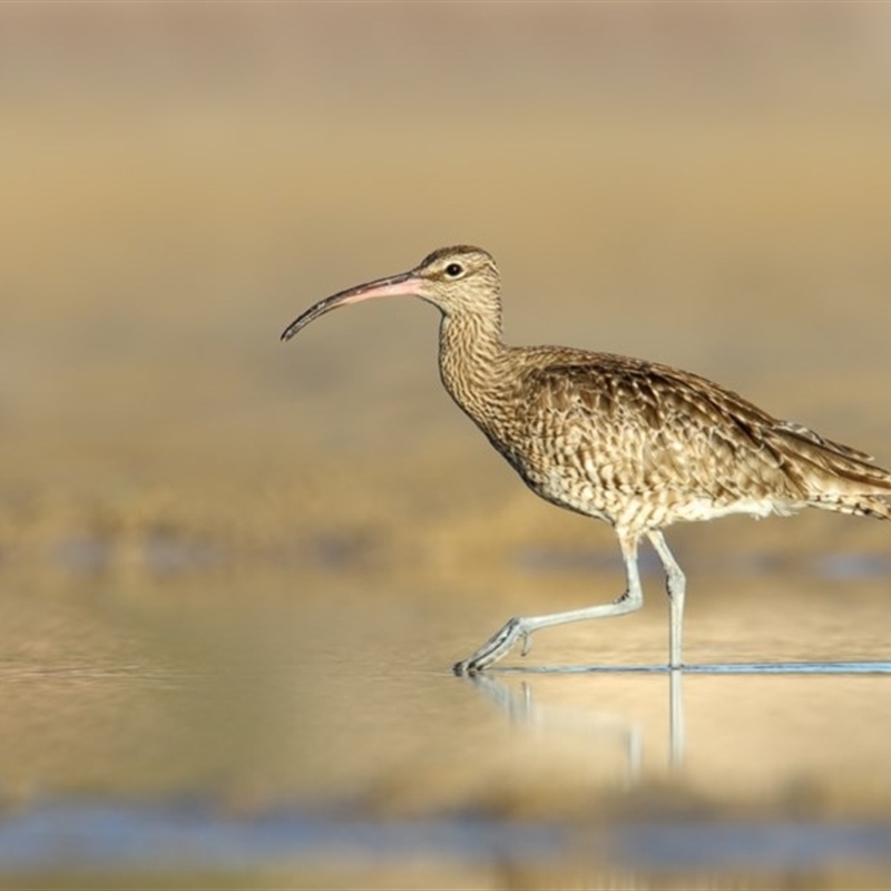 Numenius phaeopus