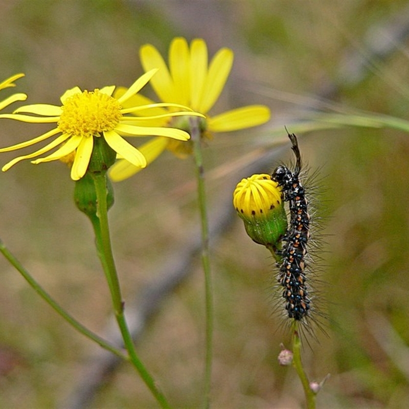 Nyctemera amicus