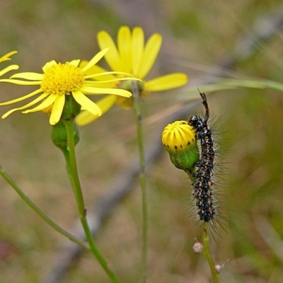 Larva