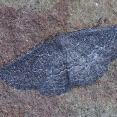 Aphantes melanochorda