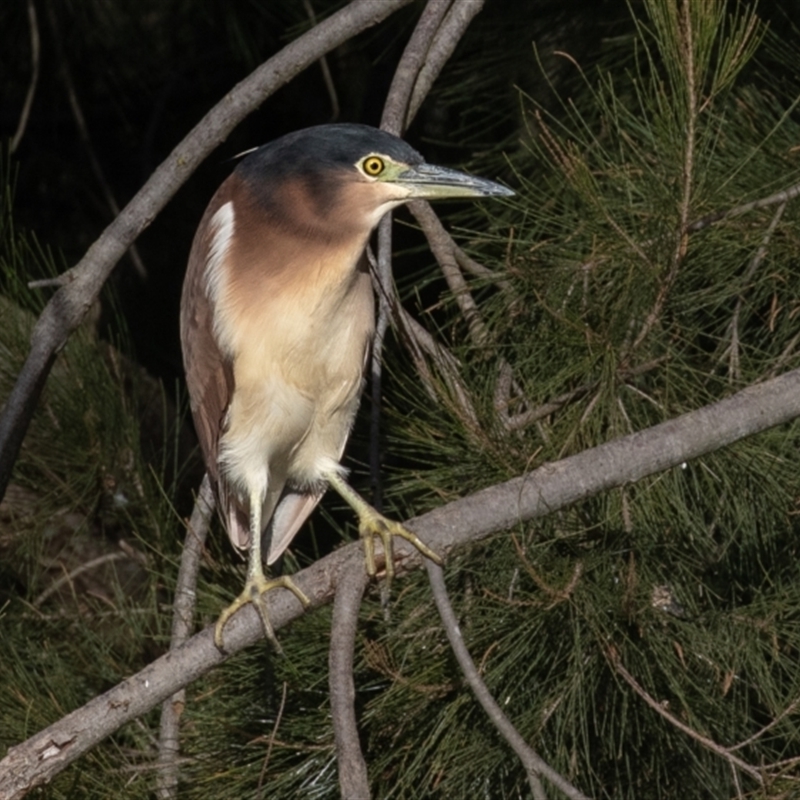 Nycticorax caledonicus