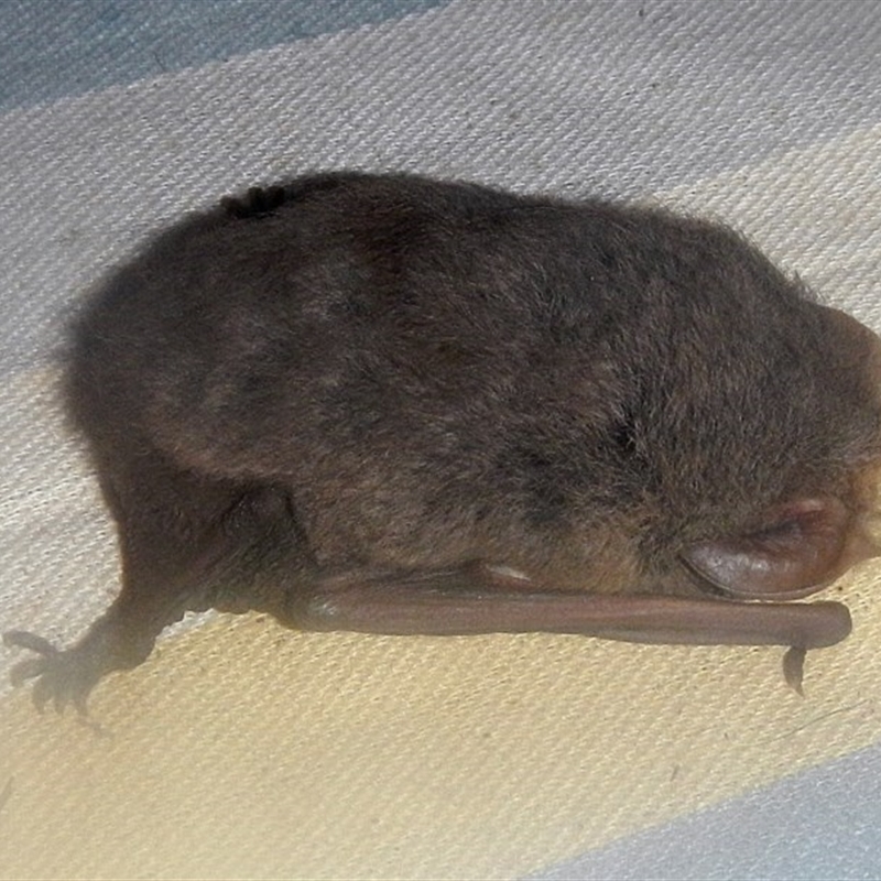 Nyctophilus sp. (genus)