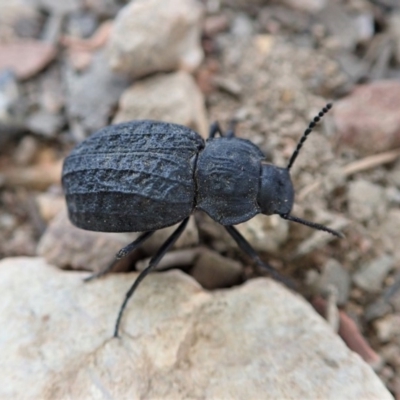 Nyctozoilus reticulatus