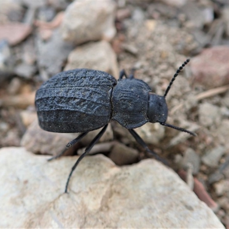 Nyctozoilus reticulatus