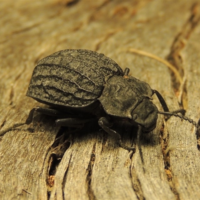 Nyctozoilus reticulatus