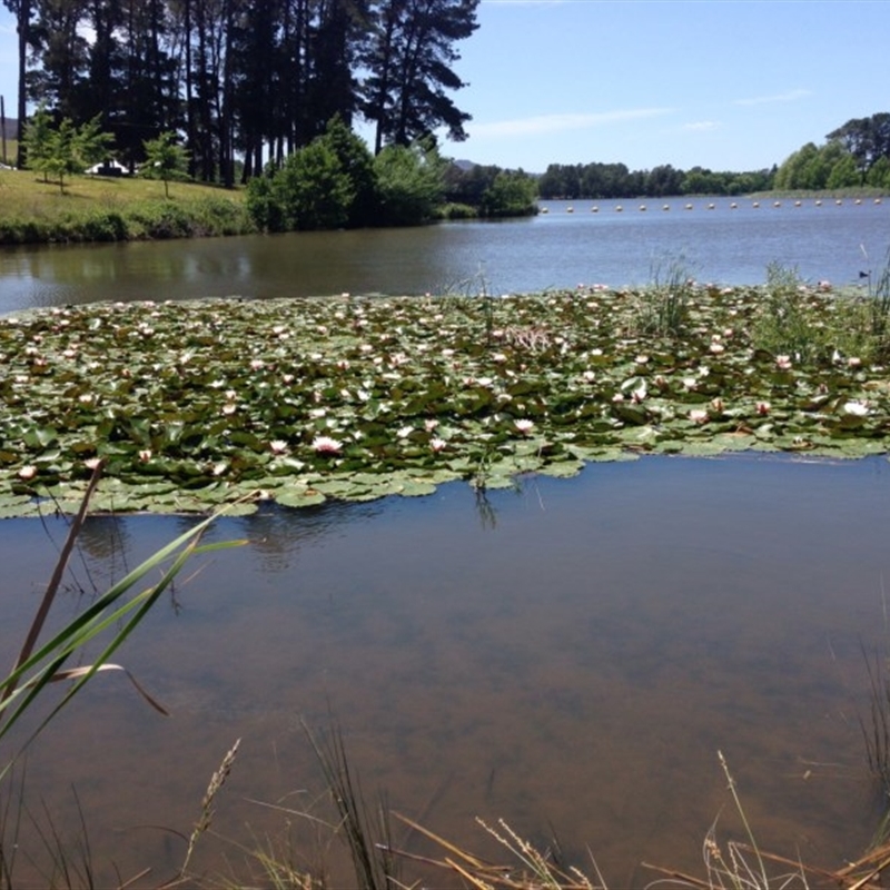 Nymphaea alba