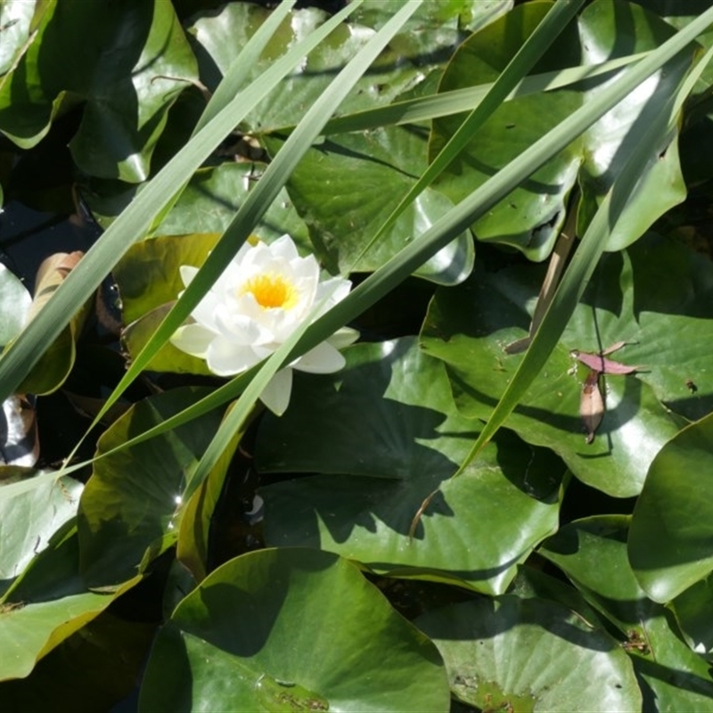 Nymphaea alba