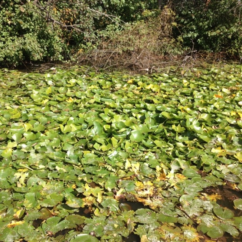 Nymphaea mexicana