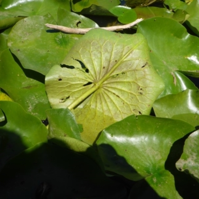 Nymphaea sp.