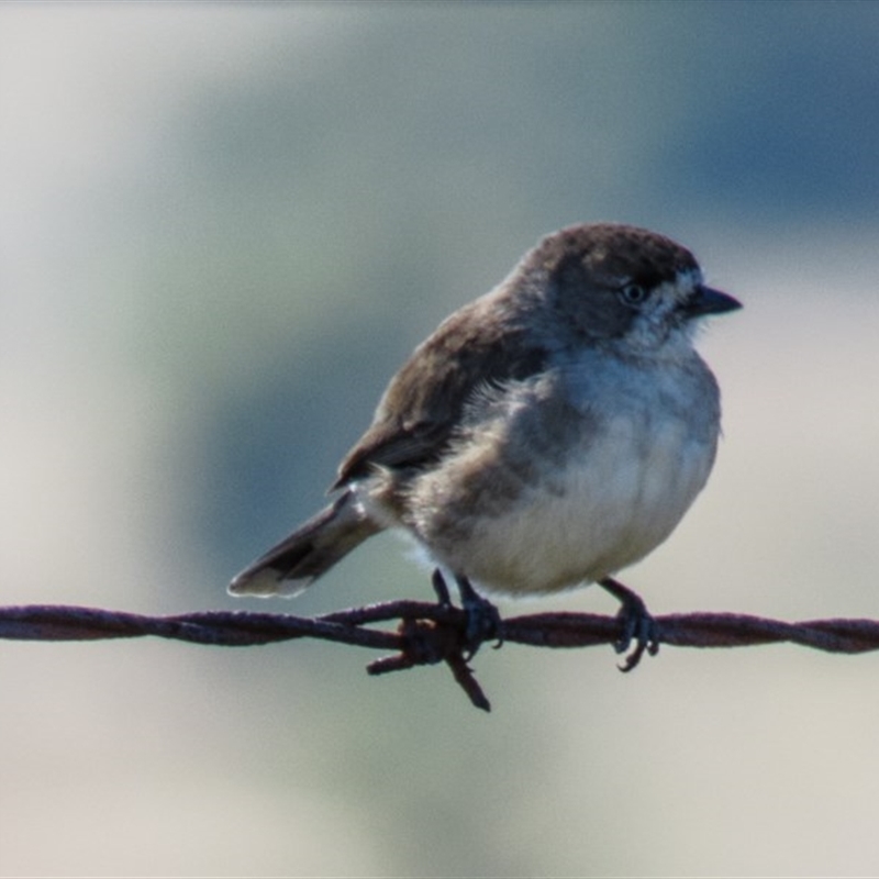 Aphelocephala leucopsis