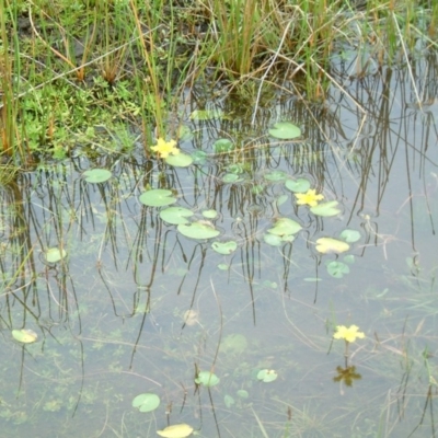 Nymphoides montana