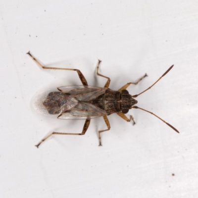 Nysius sp. (genus)