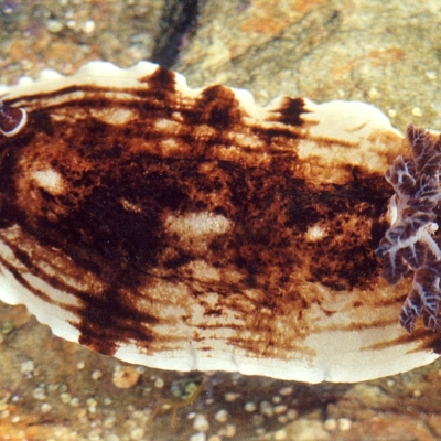 Aphelodoris varia