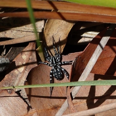 Nyssus albopunctatus