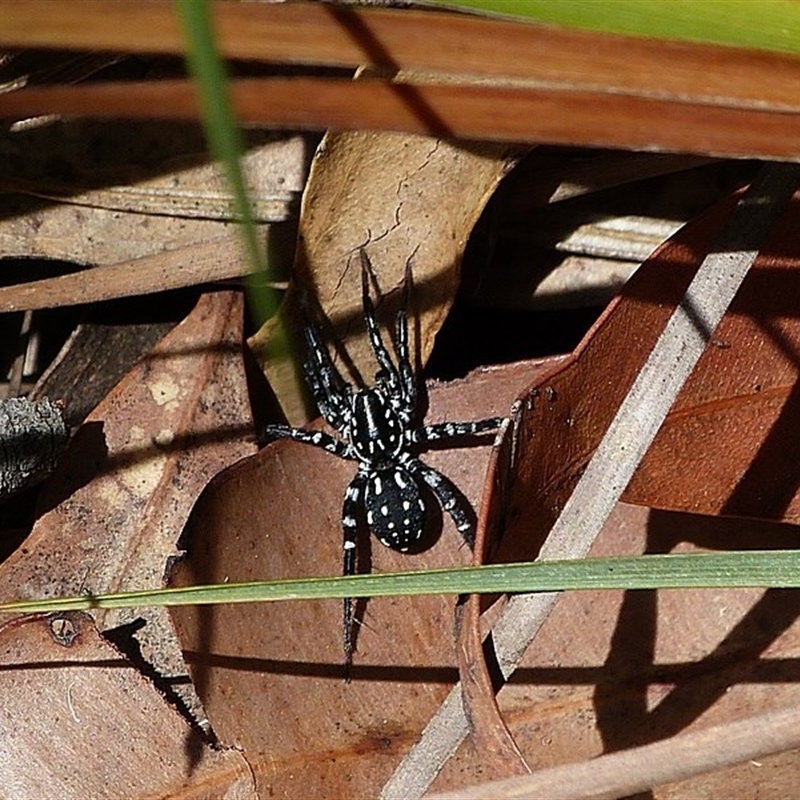 Nyssus albopunctatus