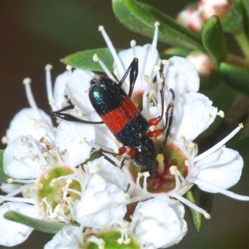 Obrida fascialis