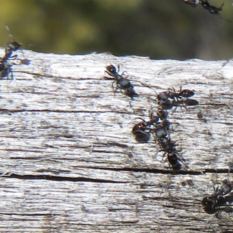 Ochetellus sp. (genus)