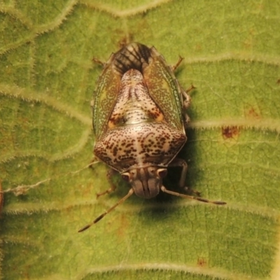 Ocirrhoe dallasi