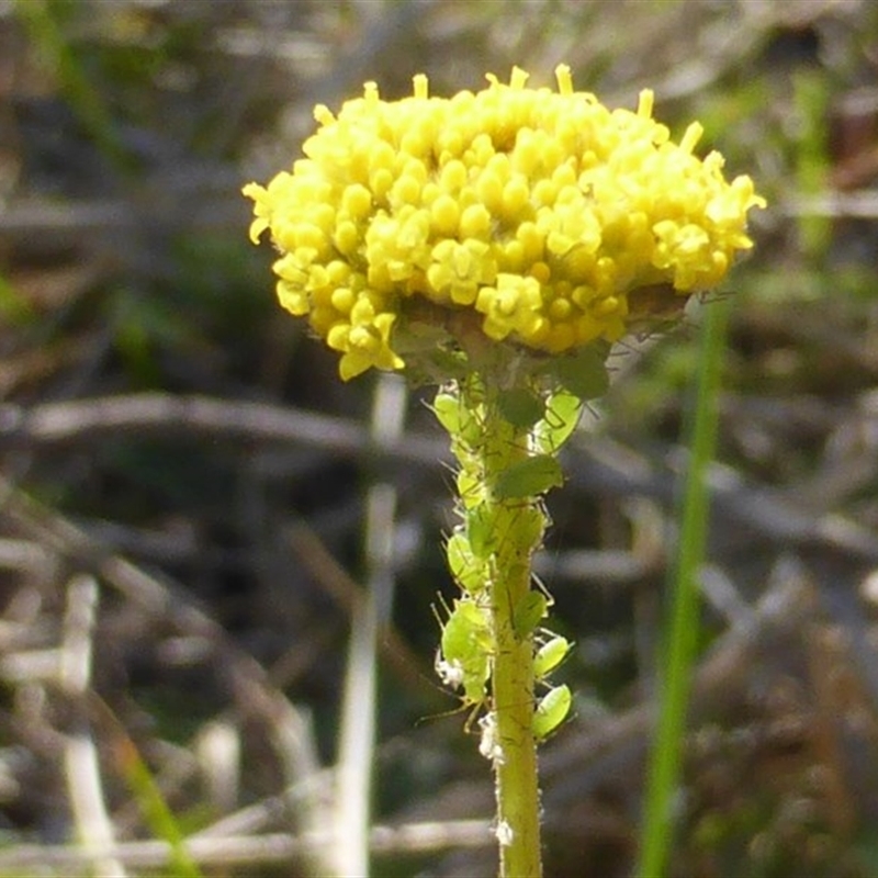 Aphididae (family)