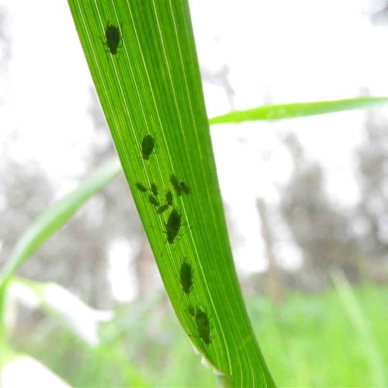 Aphididae (family)